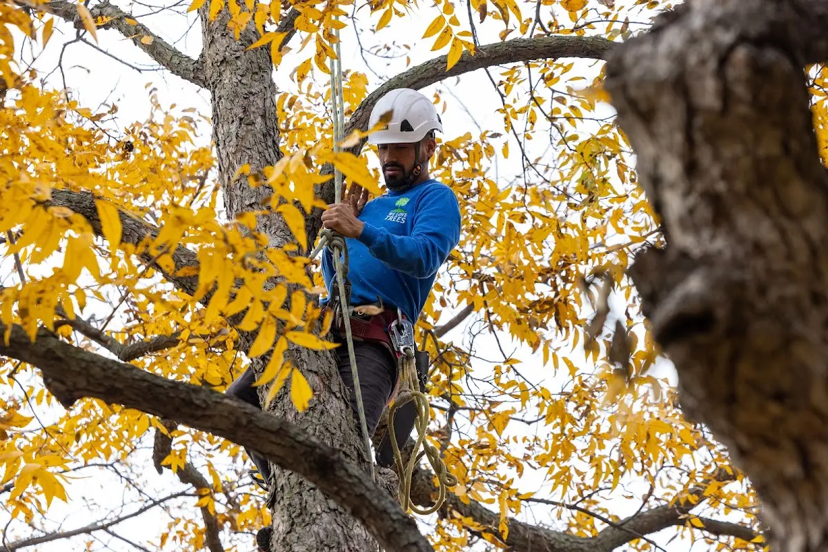 Skilled Storm Damage Cleanup crew working in Weldon